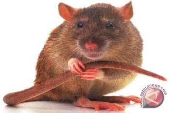 Ketahui penularan utama virus hanta dari tikus ke manusia