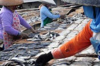 Terhenti Faktor Cuaca, Usaha Ikan Asin Kembali Beroperasi
