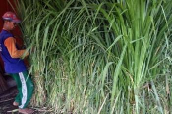 18 Ton Hijauan Pakan Ternak Dikirim ke Kelud