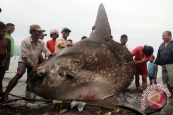 Ikan Mola-mola Terdampar Hebohkan Warga Palu