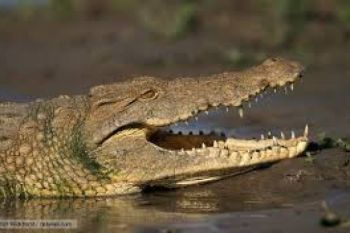 Ternyata Buaya Bisa Memanjat Pohon