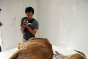 Polrestabes Surabaya hentikan penyelidikan Singa  "Michael"