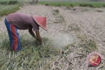 Akademisi: petani korban Kelud perlu mendapat bantuan 