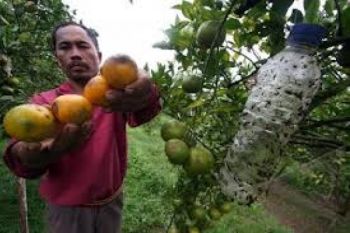 Pemkab Pasaman Barat Kembali Galakkan Menanam Jeruk