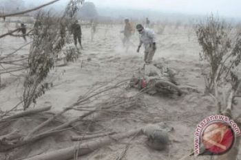 Korban Tewas Akibat Awan Panas Sinabung Bertambah