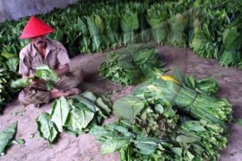 Gudang Garam Janji Borong 8.500 Ton Tembakau 