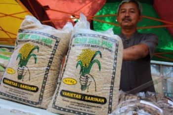 Pemkab: Bantuan Benih Padi Disetujui