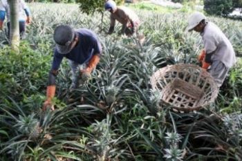 Tanaman Sayuran Merapi Tertutup Abu Gunung Kelud