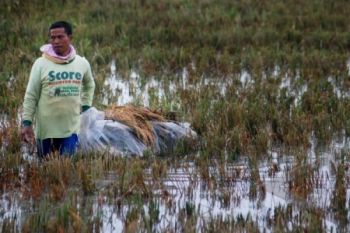 Bulog Serap Gabah dan Beras Petani Mulai Maret