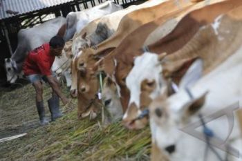 Populasi Ternak Terus Bertambah, Jateng Tak Perlu "Impor"