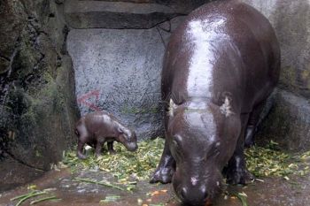 Bayi Pygmy Hippo