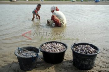 Mencari Kerang