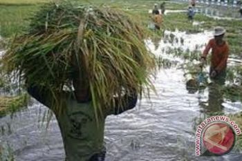 Distan NTB inventarisir lahan sawah terkena banjir