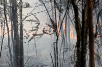 Hutan Lindung Terbakar/Joko Sulistyo