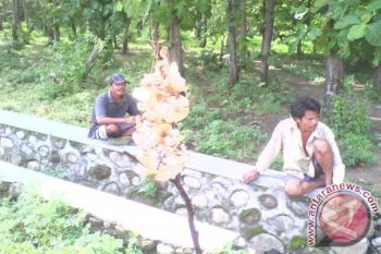 "Kekulat" Bawa Berkah bagi Warga Sumbawa