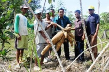 Natuna akan Bangun Pabrik Tapioka