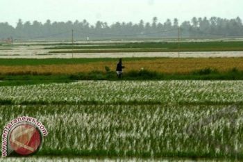 5.000 Hektare Sawah di Sulsel Gagal Panen 