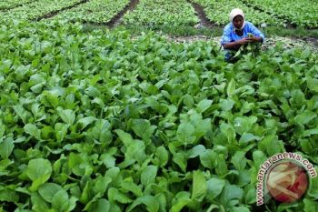 Petani Sayuran Tak Terganggu Aktivitas Gunung Slamet