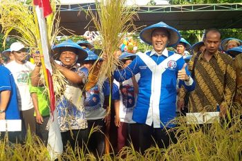 Ibas Panen Padi di Pacitan