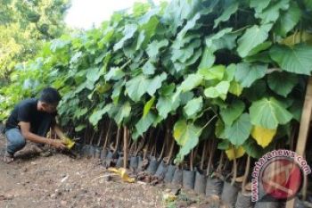 Boyolali Kembangkan Tanaman Kemiri Sunan untuk Biodiesel