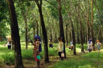 Ribuan Pohon Karet Ditebang, Karyawan PTPN IX Demo