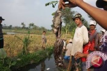 Hama tikus serang padi petani Lembantongoa