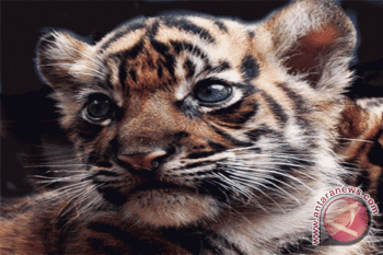  Kebun Binatang London Sambut Tiga Bayi Harimau Sumatera