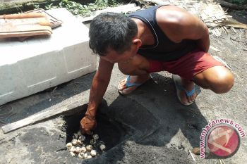 Konservasi penyu di Kulon Progo terancam punah