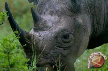  Polisi Kenya Tangkap Tiga Tersangka Pemburu Badak