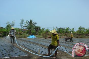 Petani Pesisir Kulon Progo tanam cabai Helix 