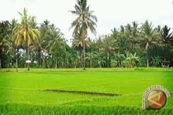 Sulut Manfaatkan Lahan Tidur Untuk Padi Ladang