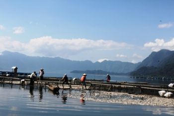 BPLH Agam Turunkan Tim Periksa Air Danau Maninjau