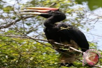 Rangkong Badak