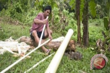 Pemrov Sulut bantu pengembangan pisang abaka Talaud 