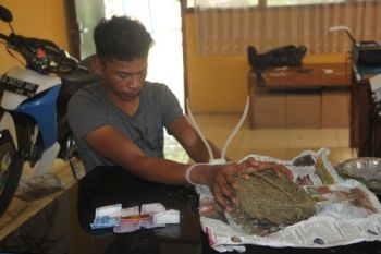 Polres Tangkap Tukang Ojek Jadi Kurir Ganja