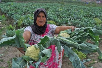 Harga sayur di Agam naik jelang jelang Ramadhan