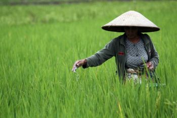 Petani Keluhkan Kelangkaan Pupuk Urea