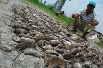 Dukung Swasembada Pangan, Gerakan Pengendalian Hama Digalakkan