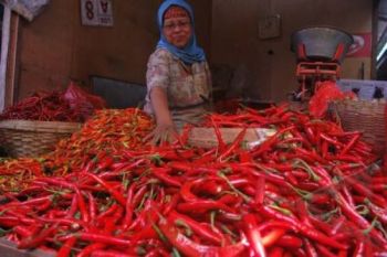 Menteri: Pemerintah Harus Serius Tingkatkan Produksi Cabai Rawit