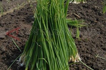 Panen Daun Bawang