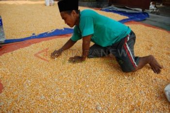 Harga Jagung Stabil