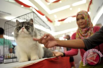 Kompetisi Kucing