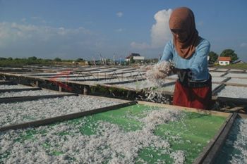 Harga Ikan TEri Ekspor