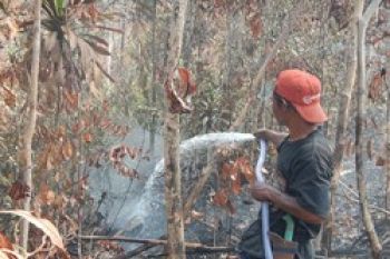BKSDA: Hutan di Barelang Sengaja Dibakar