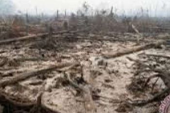  Satgas: 11.808 Lahan Terbakar Sudah Padam