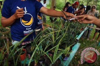Caleg Bagikan Sansivieria