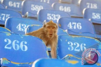 Monyet Liar di Stadion Sepak Bola