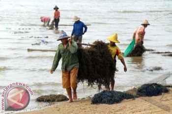 Indonesia Targetkan Rumput Laut 10 Juta Ton