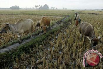 SAWAH UNTUK PAKAN TERNAK