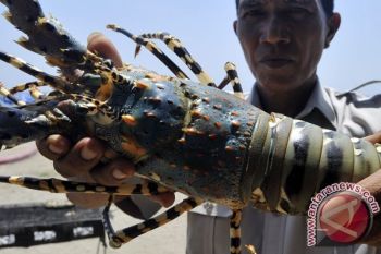 Nelayan Kebumen Berburu Lobster di Pantai